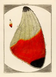 Diagram van een vergrote motvleugel, 1768